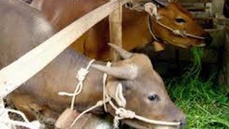 Tips Bagaimana Agar Kita Tidak 'Keblondrok' dan Salah Beli Hewan Kurban