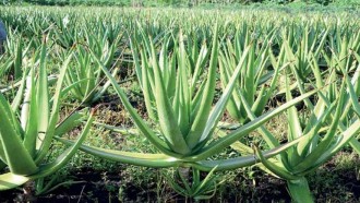 Tampak Sepele, tapi Desa Ini Mampu Bertahan di Masa Pandemi dengan Tanaman Lidah Buaya